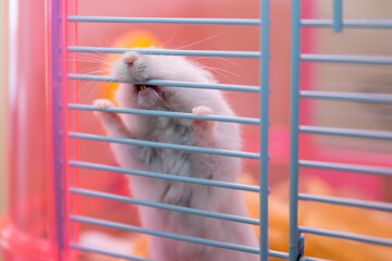 Pearl coloured winter white pet dwarf hamster biting cage