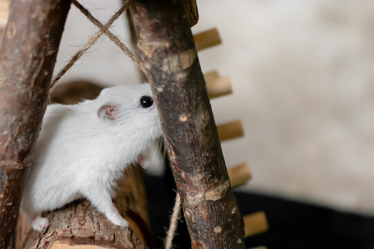 Pearl coloured pet winter white dwarf hamster hiding and playing on wooden climbing frame