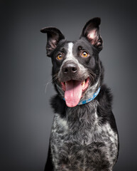 studio shot of a cute dog on an isolated background