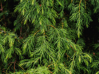 Afforestation. Coniferous tree with small needles green juniper. Background trees in summer