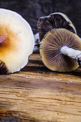 The Mexican magic mushroom is a psilocybe cubensis, whose main active elements are psilocybin and psilocin - Mexican Psilocybe Cubensis. An adult mushroom raining spores