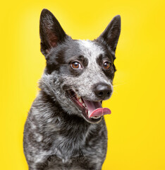 studio shot of a cute dog in front of an isolated background