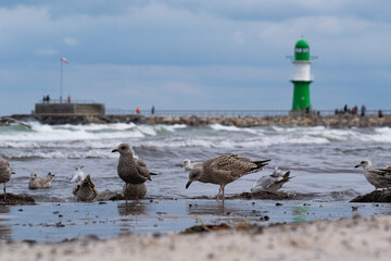 Seagulls at the Baltic Sea (inland sea), in the blurred background a green lighthouse