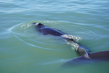 鯨の背中　ホエールウオッチング　クジラ　背びれ　鯨　レジャー　海　楽しい　夏休み　バンクーバー　水面