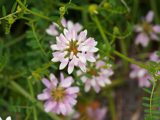 Securigera ou coronilla varia | Fleurs de Coronilles bigarr&eacute;es ou changeantes group&eacute;es en ombelles panach&eacute;es de rose, rouge, violet et blanc