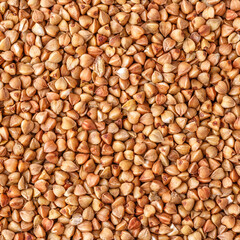 buckwheat. fresh buckwheat. dry buckwheat background. buckwheat texture