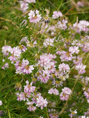 Securigera ou coronilla varia | Fleurs de Coronilles bigarrées ou changeantes groupées en ombelles panachées de rose, rouge, violet et blanc