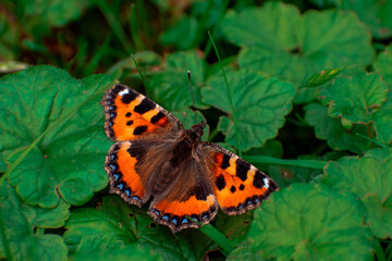 butterfly on a leaf
