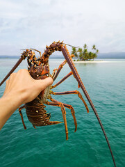 Fisherman's hand Holding Spiny Lobsters on the sea background. Seafood concept 