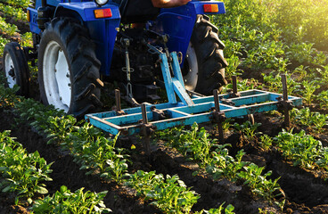 Blue tractor with a plow is cultivating a field of potatoes. Agroindustry equipment. Farm...