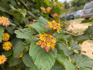 Butterfly on the flowers 
