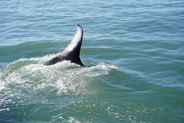 Fototapeta premium ホエールウオッチング クジラ 尾びれ レジャー 海 楽しい 夏休み バンクーバー 海上レジャー マリンレジャー 鯨
