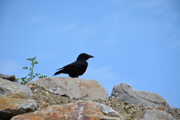 Corbeau