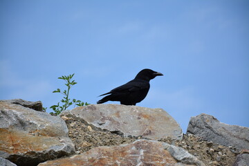 Corbeau