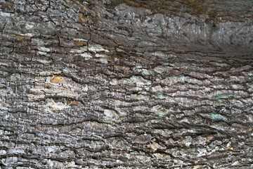 The bark of the tree has a beautiful pattern suitable for a background image