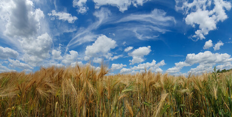 scenic panorama view of natural landscape under a cloudy sky