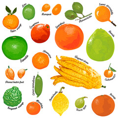 Fruit with names. Set of citrus fruits on a white background.