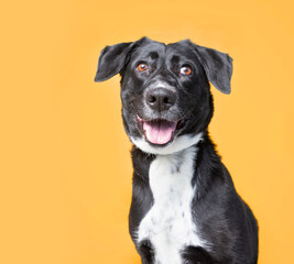 studio shot of a cute dog in front of an isolated background