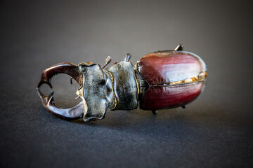 European stag beetle on black background