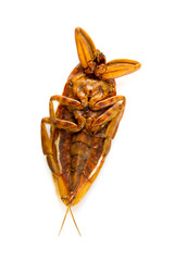 Dead dried cockroach isolated on white