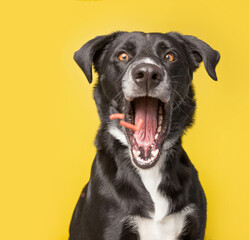 studio shot of a cute dog in front of an isolated background