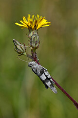 blue-winged grasshopper // Blauflügelige Ödlandschrecke (Oedipoda caerulescens)