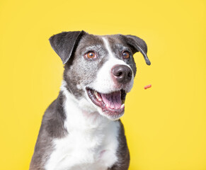 studio shot of a cute dog in front of an isolated background