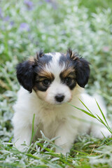 puppy in the grass