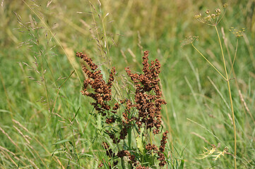 summer blooming meadow-vegetation of the central part of Russia