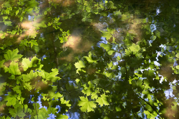 Fototapeta na wymiar summer reflection of fresh green maple leaves and warm sunlight in tranquil water