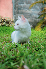 white cat on the grass