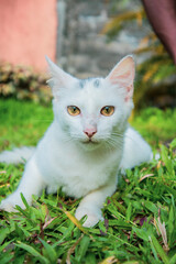 Persian cat on grass 