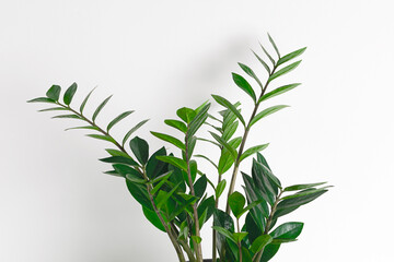 Close-up zamioculcas at white background.