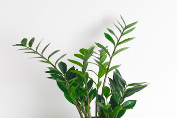 Obraz premium Close-up zamioculcas at white background.