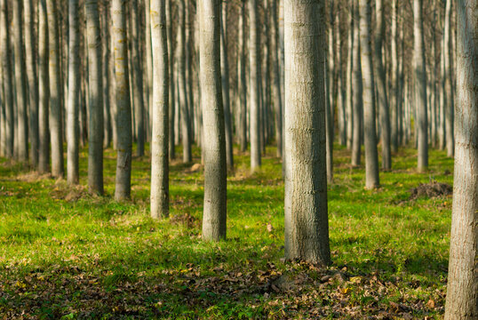 reforestation of poplar trees at autumn sunset