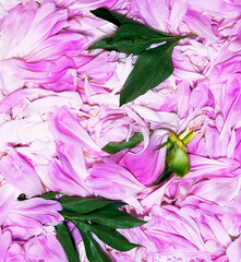 background of peony petals, suitable for greeting cards and greetings