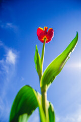 Fototapeta premium Flor tulipán en maceta