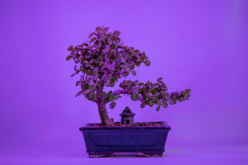 Portulacaria afa bonsai grow led