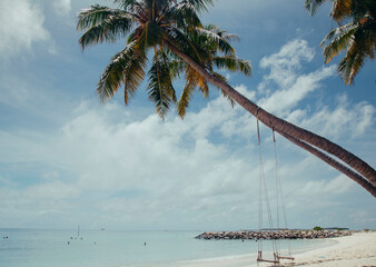 the palm tree on the tropical island at the sunny sammer day