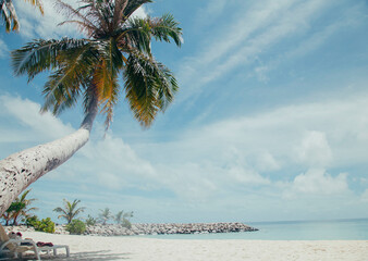 the palm tree on the tropical island at the sunny sammer day