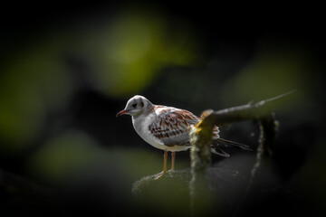 bird on a branch by river