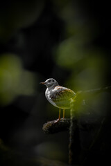 bird on a branch