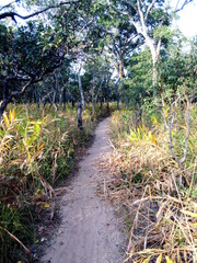 path in the forest