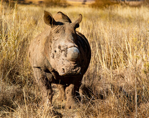 Dehorned white rhinoceros.  Rietvlei Nature Reserve, Gauteng, South Africa.