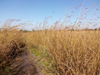 Fototapeta premium reeds on the beach