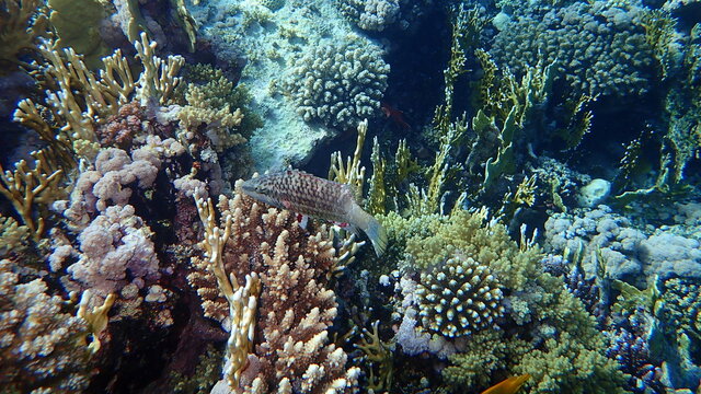 Mental wrasse (Oxycheilinus mentalis) undersea, Red Sea, Egypt, Sharm El Sheikh, Nabq Bay