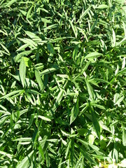 Obraz premium green leaves background