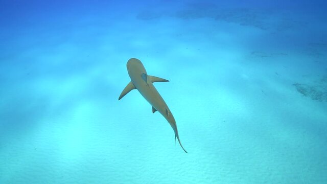 Small reef shark swimming in beautiful blue water