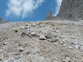 Fiori alpini