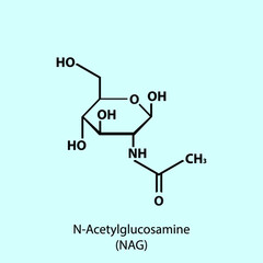NAG - Acetylglucosamine, component of peptidoglycan in bacteria cell wall molecular structure, organic sugar molecule